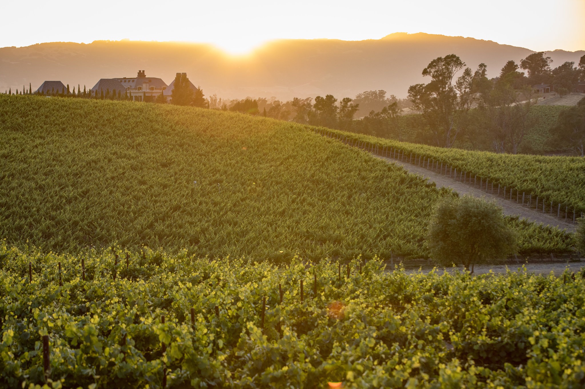 36 Hours in Napa Valley