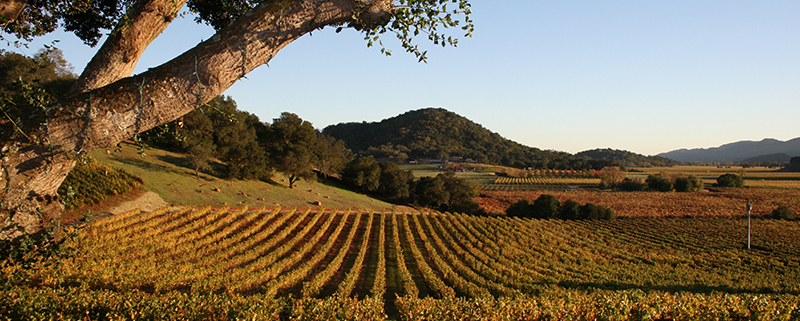 Perfect day in napa