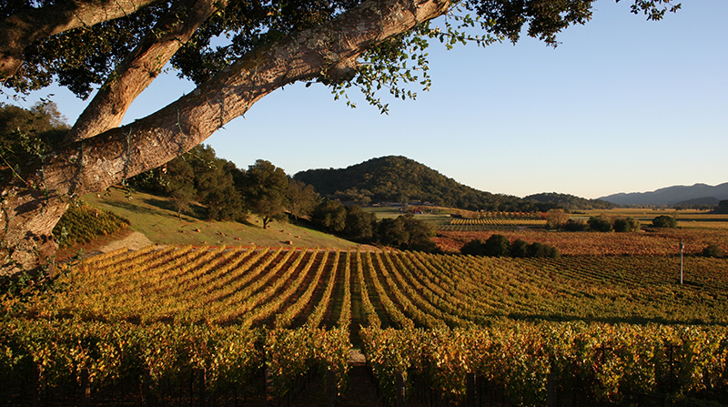 Perfect day in napa