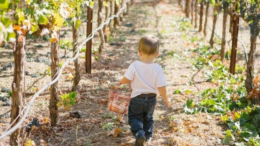 Napa With the Family (Great Wine, Minimal Whine), NY Times