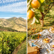 From left: Cabernet Sauvignon vines at the Four Seasons Resort & Residences Napa Valley; a picnic under the apricot trees at Favia Erickson Winegrowers, in Napa, California. Credit: Soraya Matos