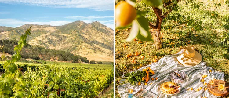 From left: Cabernet Sauvignon vines at the Four Seasons Resort & Residences Napa Valley; a picnic under the apricot trees at Favia Erickson Winegrowers, in Napa, California. Credit: Soraya Matos