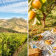 From left: Cabernet Sauvignon vines at the Four Seasons Resort & Residences Napa Valley; a picnic under the apricot trees at Favia Erickson Winegrowers, in Napa, California. Credit: Soraya Matos
