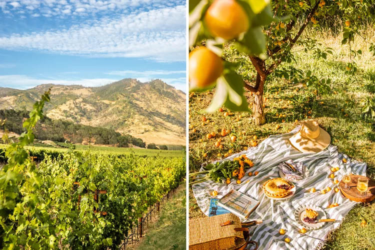 From left: Cabernet Sauvignon vines at the Four Seasons Resort & Residences Napa Valley; a picnic under the apricot trees at Favia Erickson Winegrowers, in Napa, California. Credit: Soraya Matos